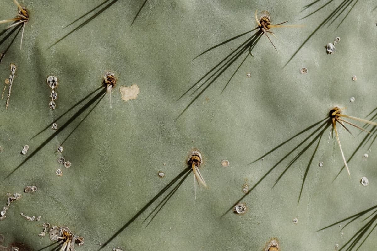 Microneedling: Collagen-Boosting Miracle Or Just Clever Marketing?