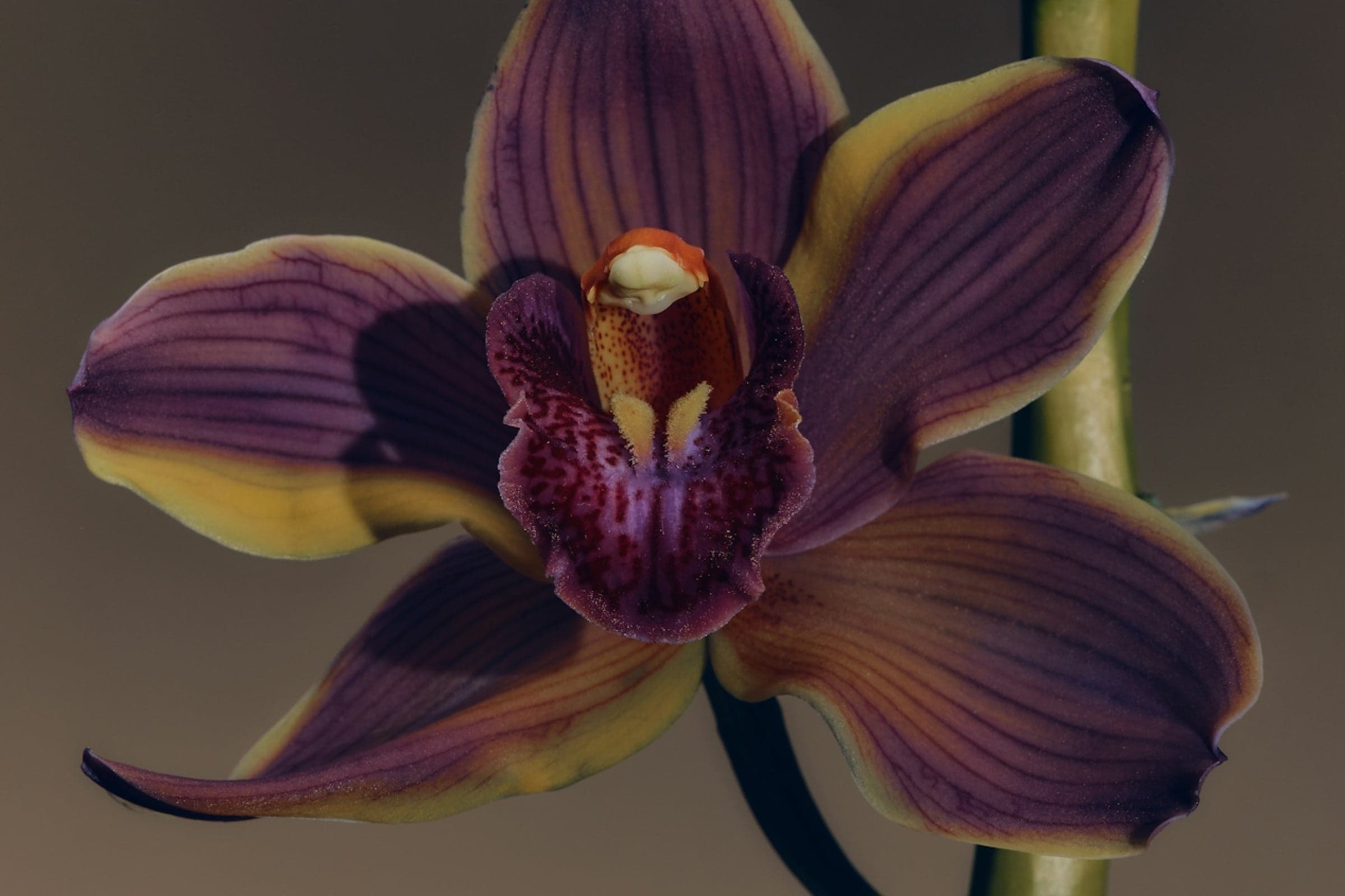 Is Modern Tech A Hidden Fertility Risk?