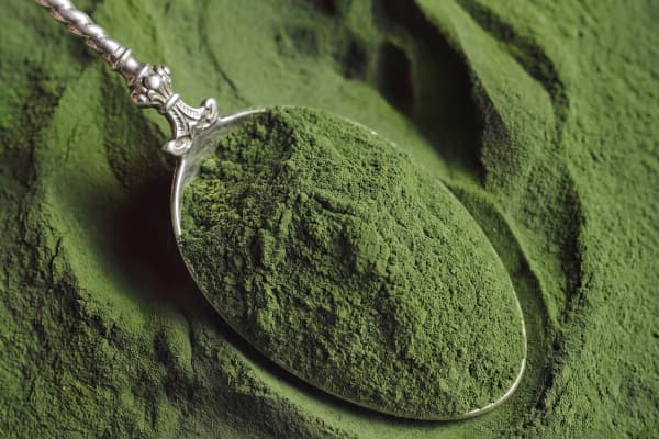 moringa